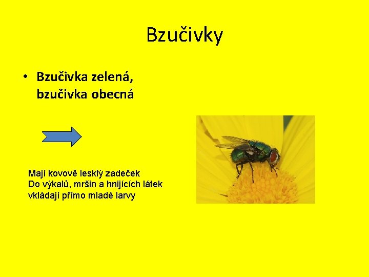 Bzučivky • Bzučivka zelená, bzučivka obecná Mají kovově lesklý zadeček Do výkalů, mršin a