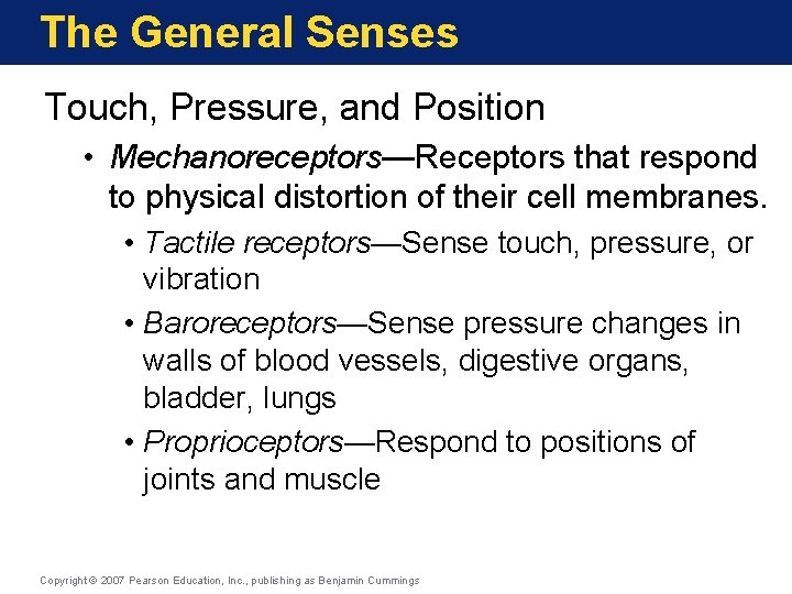 The General Senses Touch, Pressure, and Position • Mechanoreceptors—Receptors that respond to physical distortion