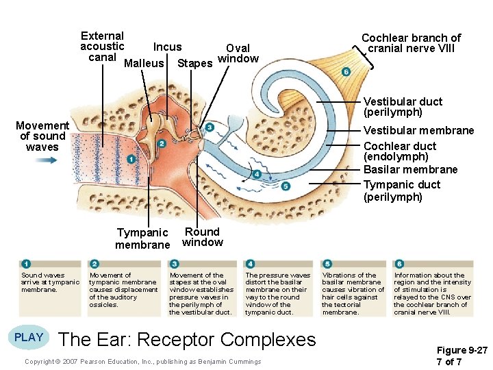 External acoustic Incus Oval canal Malleus Stapes window Cochlear branch of cranial nerve VIII