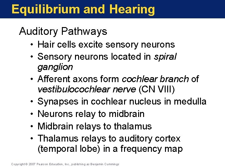 Equilibrium and Hearing Auditory Pathways • Hair cells excite sensory neurons • Sensory neurons