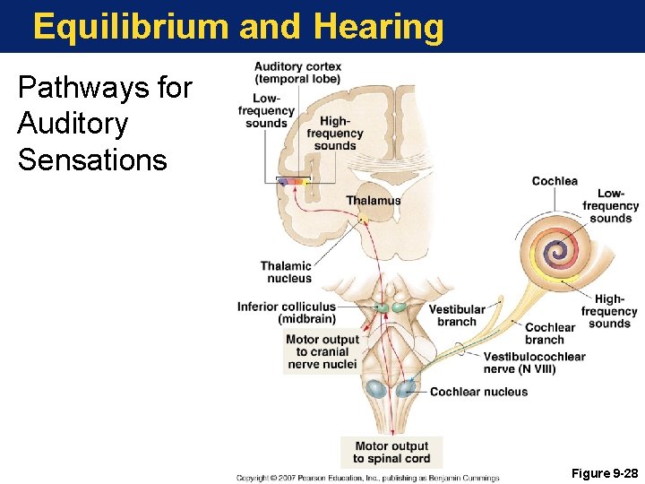 Equilibrium and Hearing Pathways for Auditory Sensations Figure 9 -28 