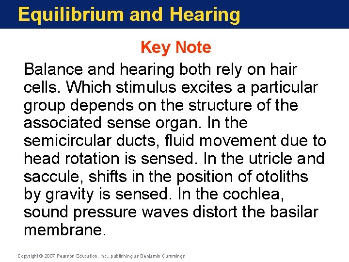 Equilibrium and Hearing Key Note Balance and hearing both rely on hair cells. Which