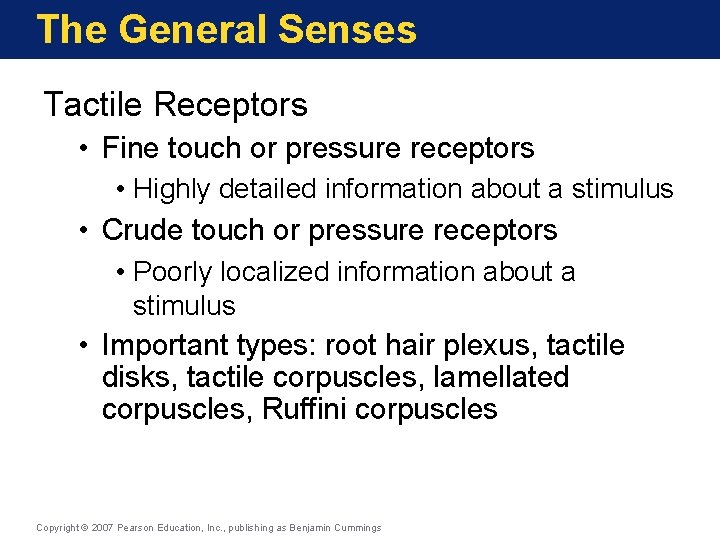 The General Senses Tactile Receptors • Fine touch or pressure receptors • Highly detailed