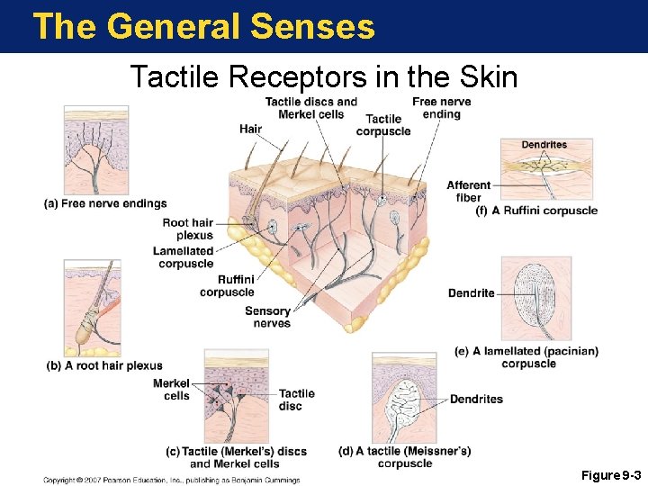 The General Senses Tactile Receptors in the Skin Figure 9 -3 