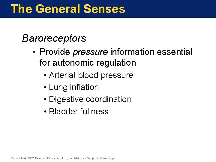The General Senses Baroreceptors • Provide pressure information essential for autonomic regulation • Arterial