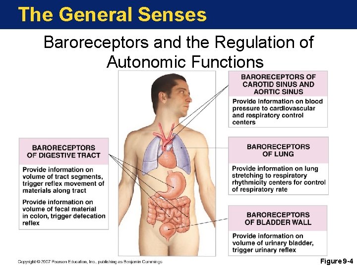 The General Senses Baroreceptors and the Regulation of Autonomic Functions Figure 9 -4 