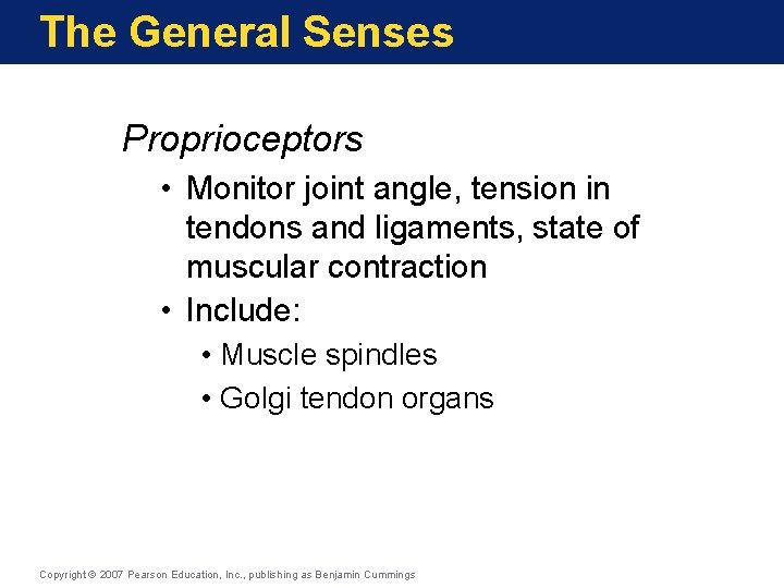 The General Senses Proprioceptors • Monitor joint angle, tension in tendons and ligaments, state