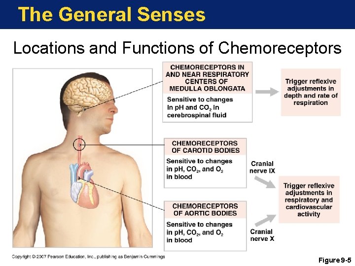 The General Senses Locations and Functions of Chemoreceptors Figure 9 -5 