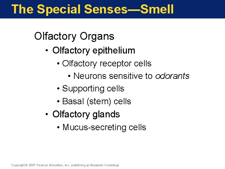 The Special Senses—Smell Olfactory Organs • Olfactory epithelium • Olfactory receptor cells • Neurons