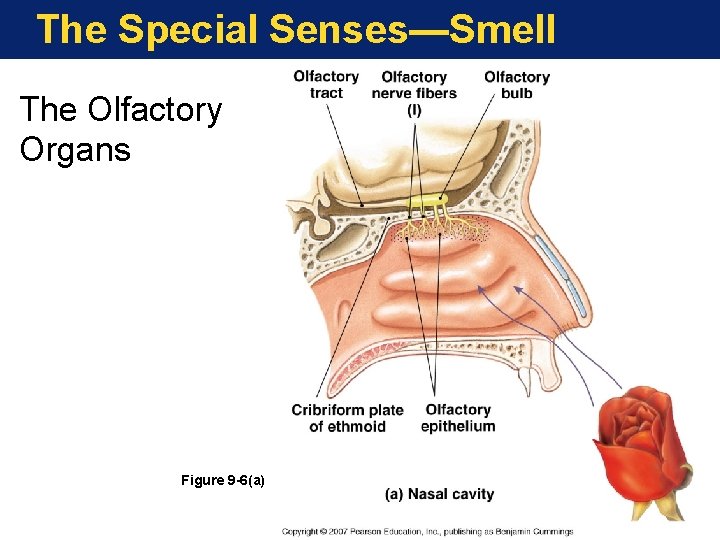 The Special Senses—Smell The Olfactory Organs Figure 9 -6(a) 