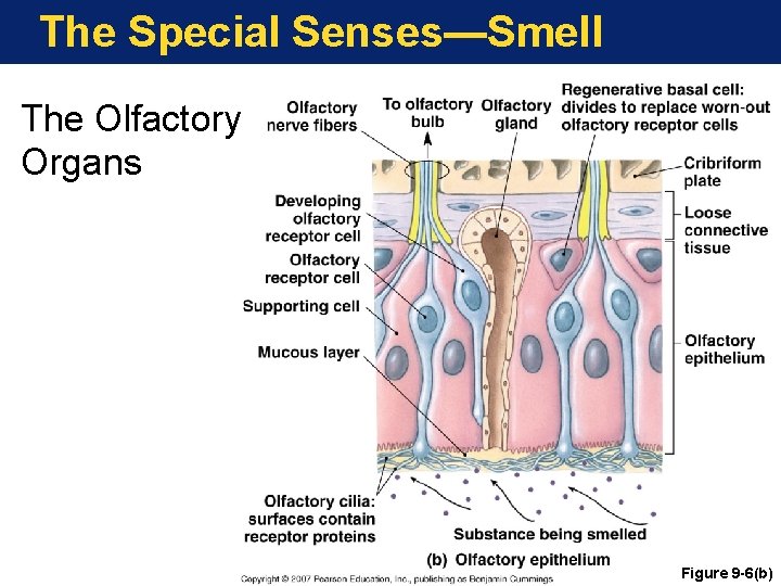 The Special Senses—Smell The Olfactory Organs Figure 9 -6(b) 