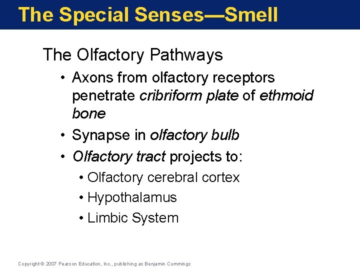 The Special Senses—Smell The Olfactory Pathways • Axons from olfactory receptors penetrate cribriform plate