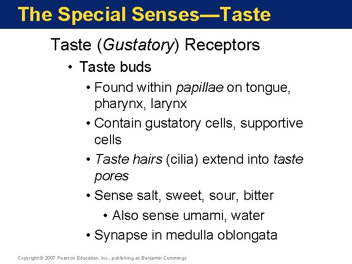 The Special Senses—Taste (Gustatory) Receptors • Taste buds • Found within papillae on tongue,