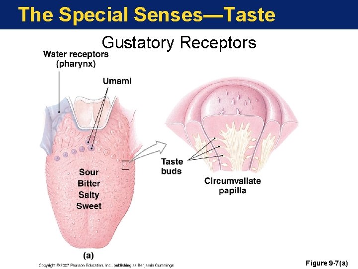 The Special Senses—Taste Gustatory Receptors Figure 9 -7(a) 