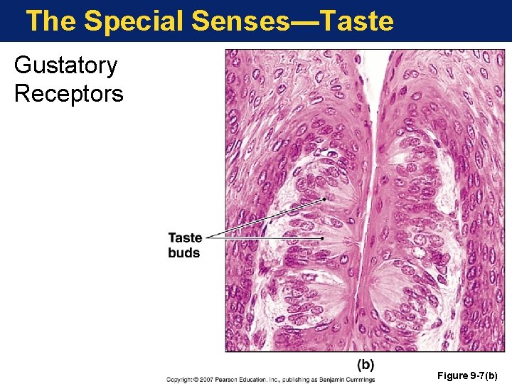 The Special Senses—Taste Gustatory Receptors Figure 9 -7(b) 