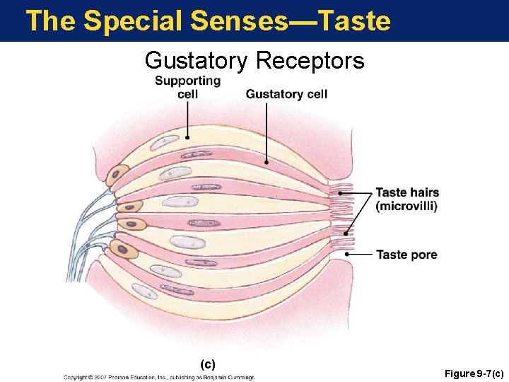 The Special Senses—Taste Gustatory Receptors Figure 9 -7(c) 