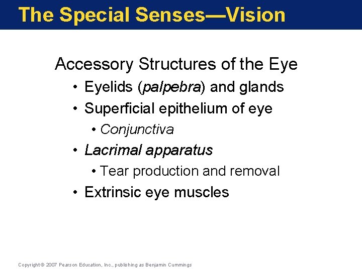 The Special Senses—Vision Accessory Structures of the Eye • Eyelids (palpebra) and glands •