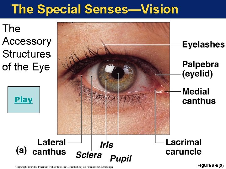 The Special Senses—Vision The Accessory Structures of the Eye Play Figure 9 -8(a) 