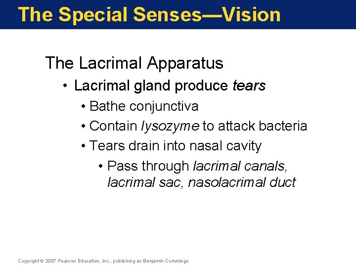 The Special Senses—Vision The Lacrimal Apparatus • Lacrimal gland produce tears • Bathe conjunctiva