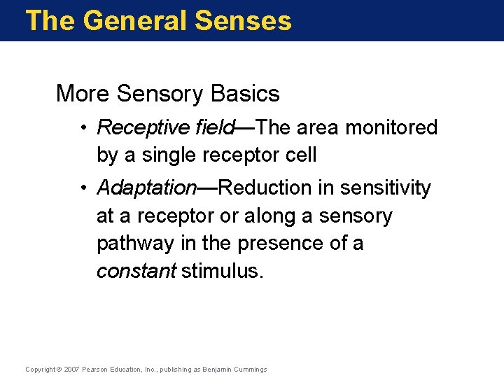 The General Senses More Sensory Basics • Receptive field—The area monitored by a single
