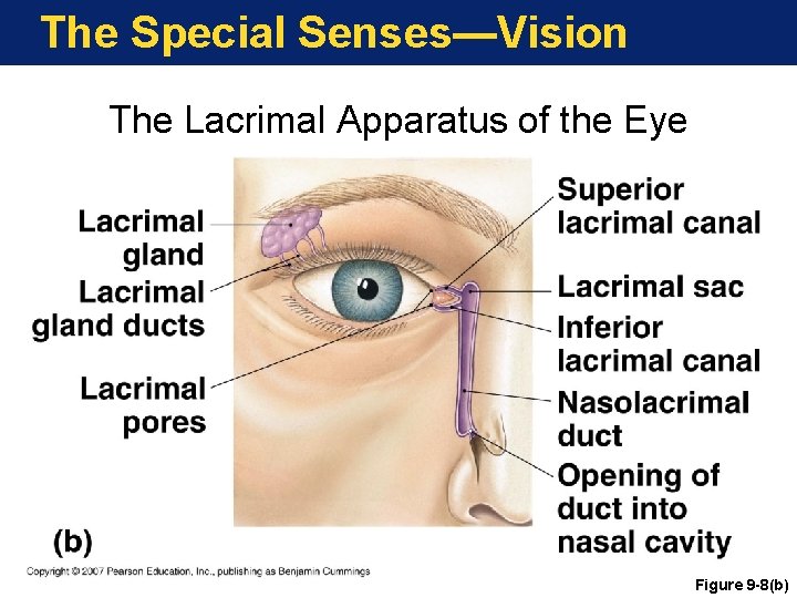 The Special Senses—Vision The Lacrimal Apparatus of the Eye Figure 9 -8(b) 