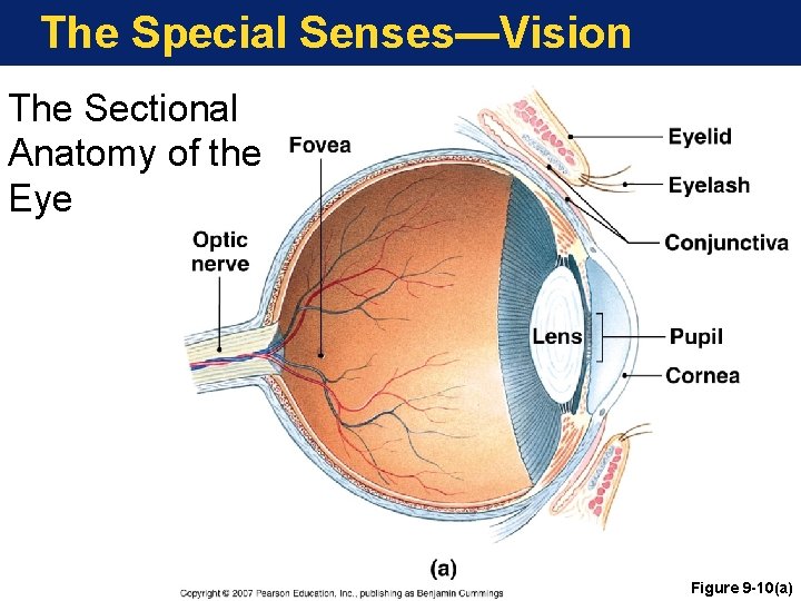 The Special Senses—Vision The Sectional Anatomy of the Eye Figure 9 -10(a) 
