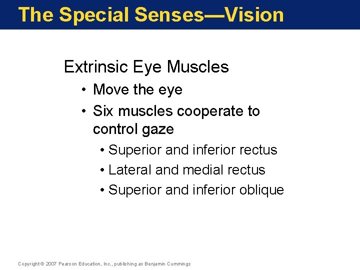 The Special Senses—Vision Extrinsic Eye Muscles • Move the eye • Six muscles cooperate