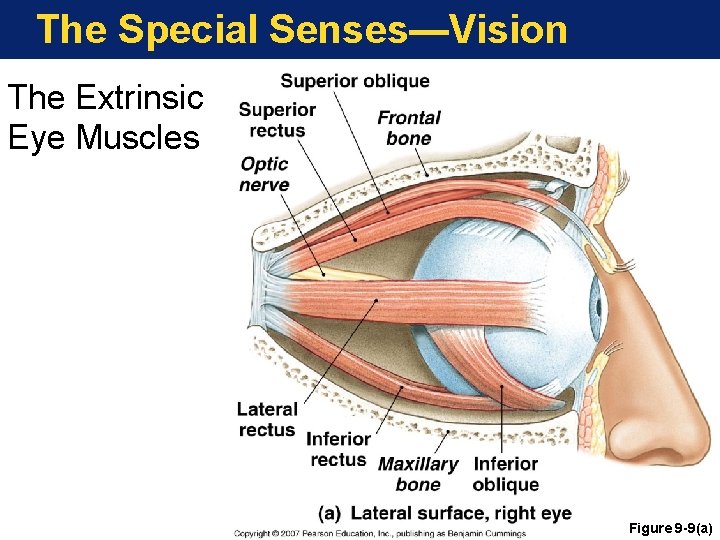 The Special Senses—Vision The Extrinsic Eye Muscles Figure 9 -9(a) 