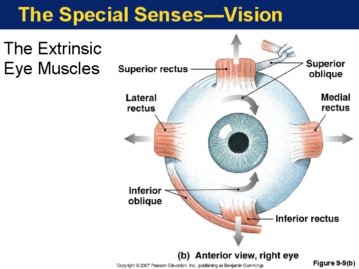 The Special Senses—Vision The Extrinsic Eye Muscles Figure 9 -9(b) 