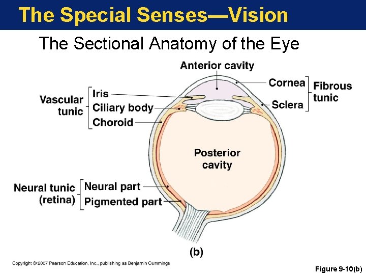 The Special Senses—Vision The Sectional Anatomy of the Eye Figure 9 -10(b) 