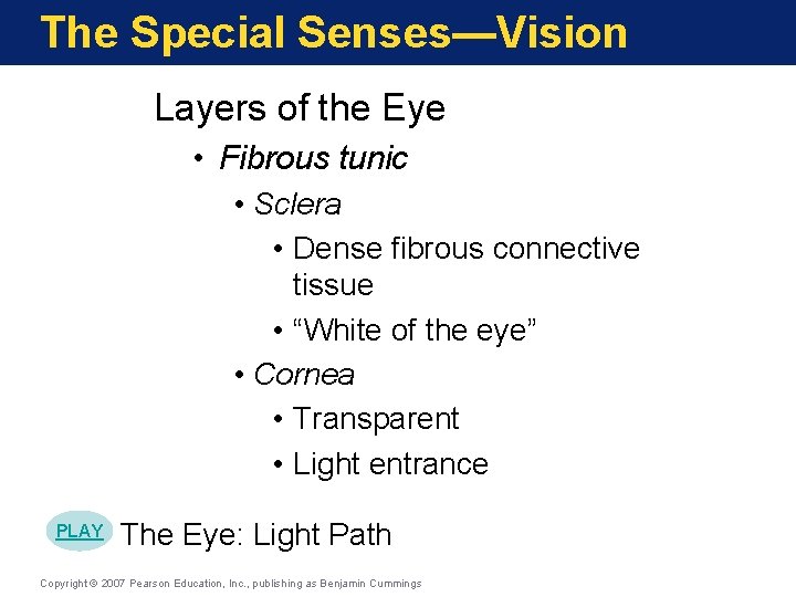 The Special Senses—Vision Layers of the Eye • Fibrous tunic • Sclera • Dense