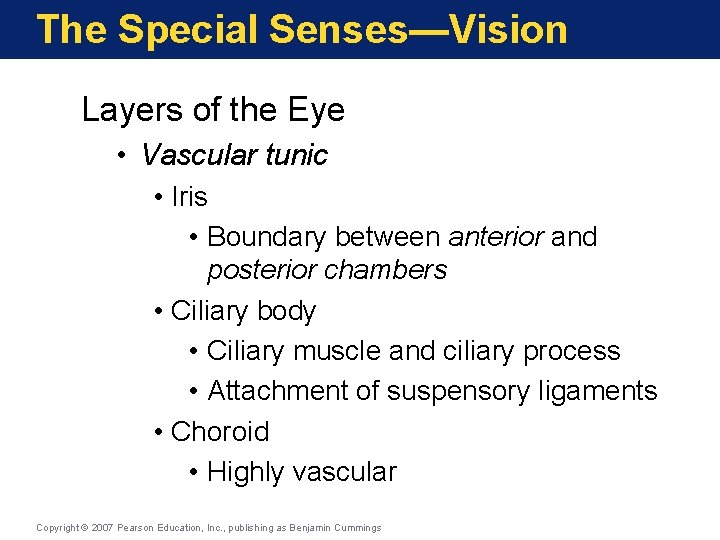 The Special Senses—Vision Layers of the Eye • Vascular tunic • Iris • Boundary