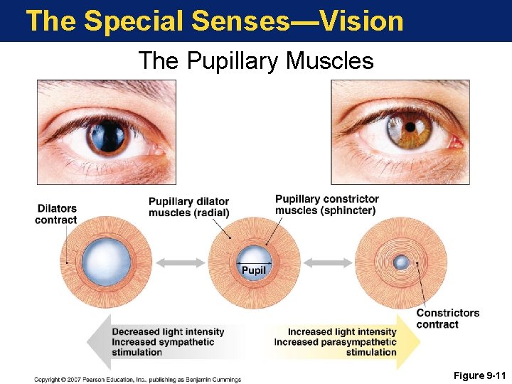 The Special Senses—Vision The Pupillary Muscles Figure 9 -11 