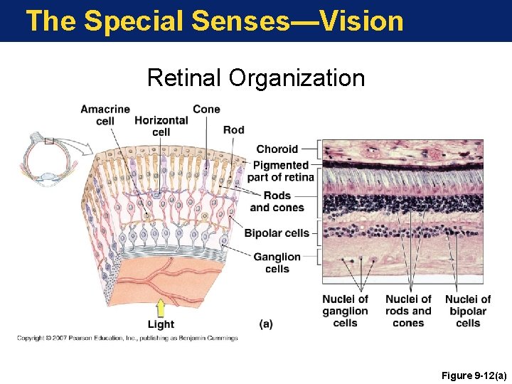 The Special Senses—Vision Retinal Organization Figure 9 -12(a) 