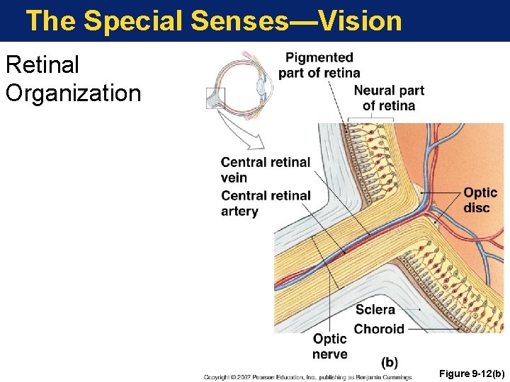 The Special Senses—Vision Retinal Organization Figure 9 -12(b) 