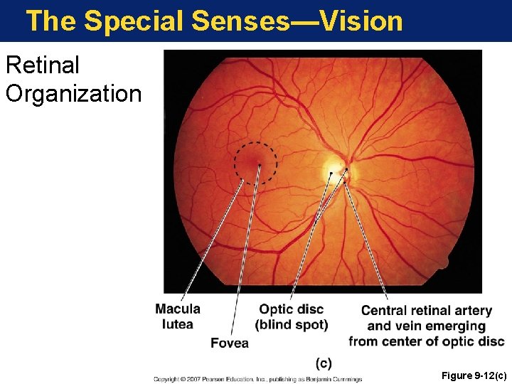 The Special Senses—Vision Retinal Organization Figure 9 -12(c) 