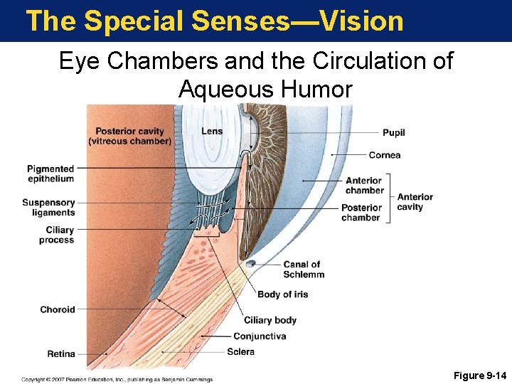 The Special Senses—Vision Eye Chambers and the Circulation of Aqueous Humor Figure 9 -14