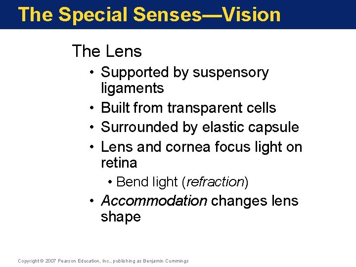 The Special Senses—Vision The Lens • Supported by suspensory ligaments • Built from transparent