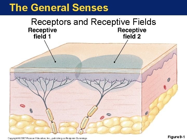 The General Senses Receptors and Receptive Fields Figure 9 -1 