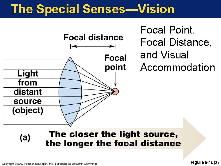 The Special Senses—Vision Focal Point, Focal Distance, and Visual Accommodation Figure 9 -15(a) 