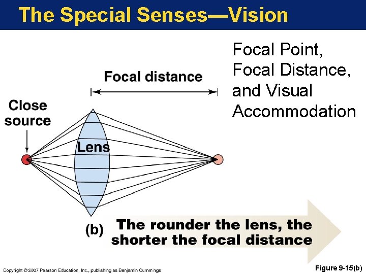 The Special Senses—Vision Focal Point, Focal Distance, and Visual Accommodation Figure 9 -15(b) 