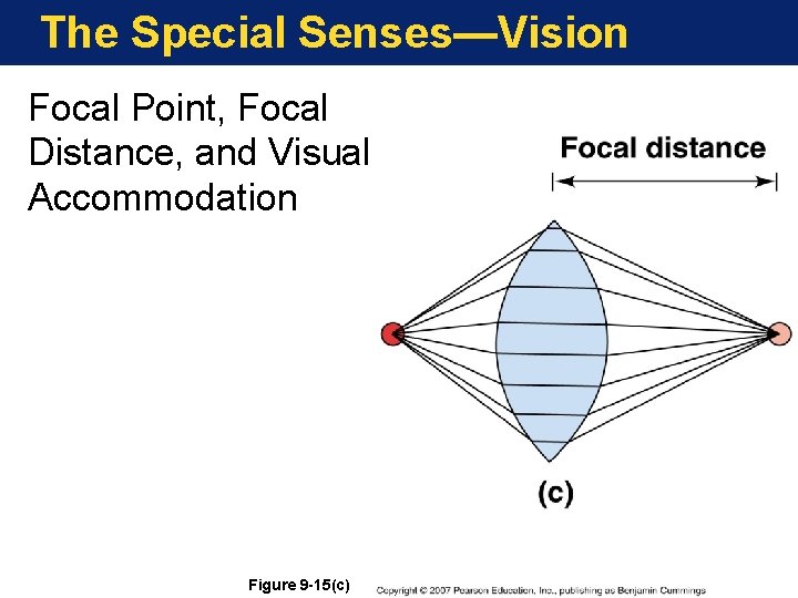 The Special Senses—Vision Focal Point, Focal Distance, and Visual Accommodation Figure 9 -15(c) 