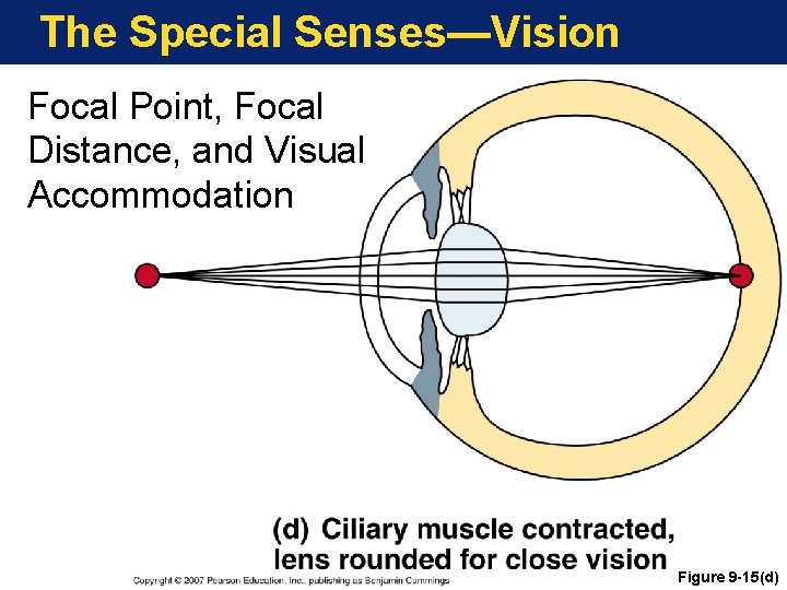 The Special Senses—Vision Focal Point, Focal Distance, and Visual Accommodation Figure 9 -15(d) 