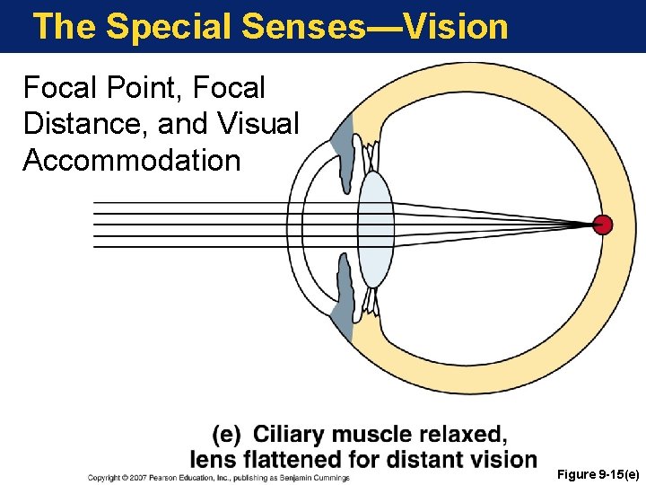 The Special Senses—Vision Focal Point, Focal Distance, and Visual Accommodation Figure 9 -15(e) 