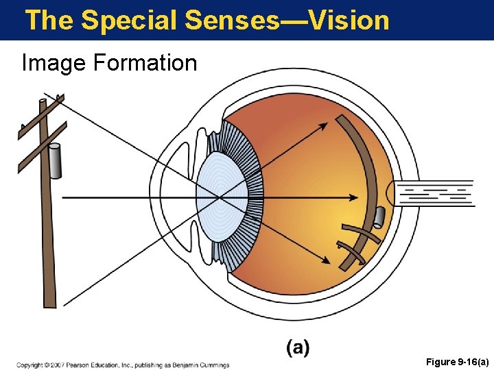 The Special Senses—Vision Image Formation Figure 9 -16(a) 