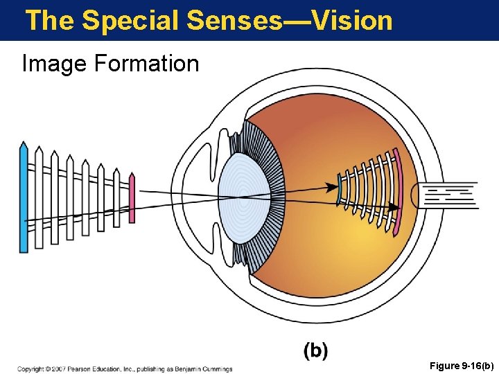 The Special Senses—Vision Image Formation Figure 9 -16(b) 