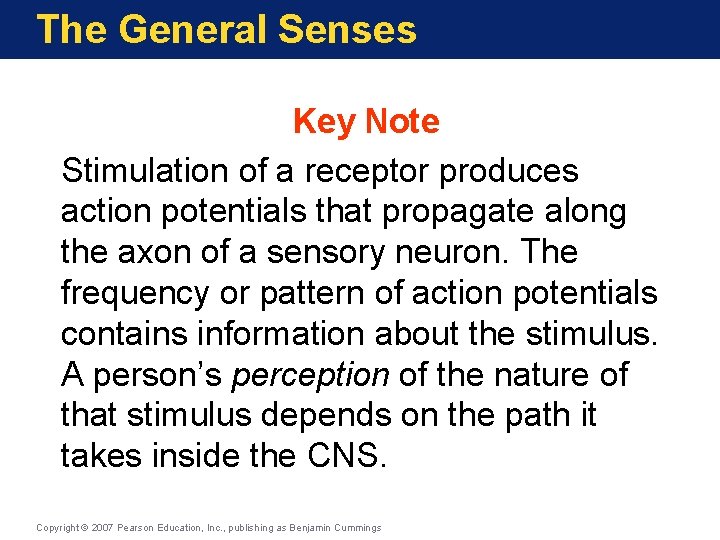The General Senses Key Note Stimulation of a receptor produces action potentials that propagate