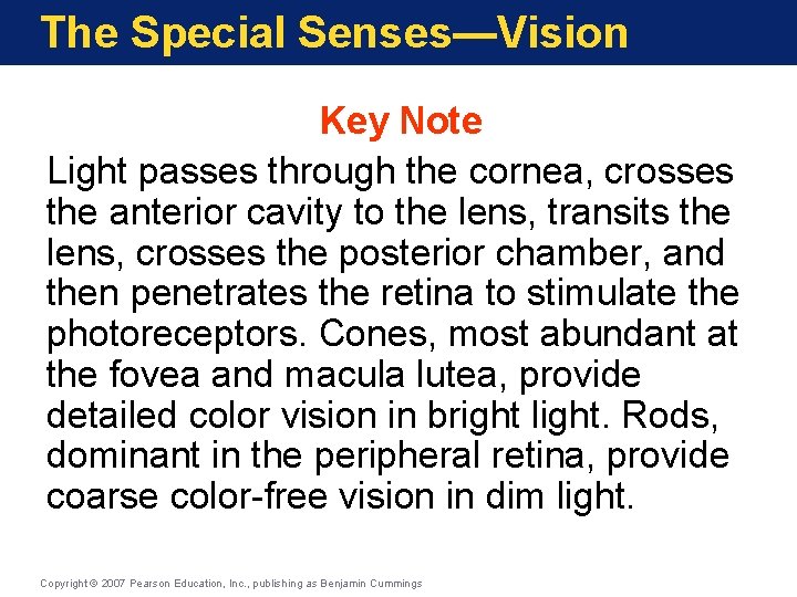 The Special Senses—Vision Key Note Light passes through the cornea, crosses the anterior cavity