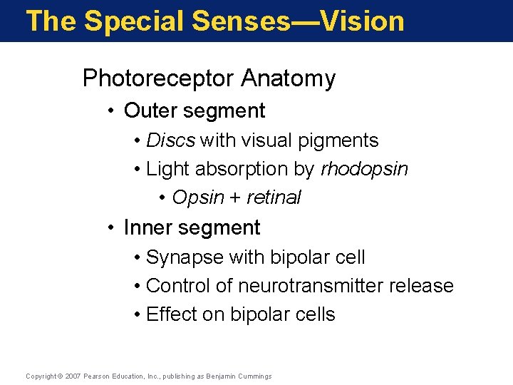 The Special Senses—Vision Photoreceptor Anatomy • Outer segment • Discs with visual pigments •