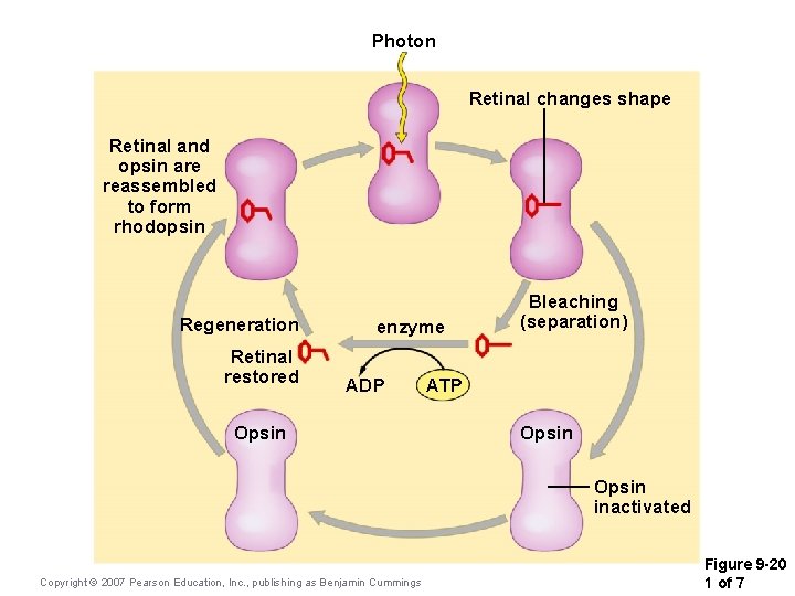 Photon Retinal changes shape Retinal and opsin are reassembled to form rhodopsin Regeneration Retinal